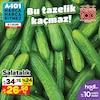 A101 5 Ocak 2024 Kataloğu Salatalık Kg