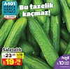 A101 26 Nisan 2024 Kataloğu Salatalık Kg
