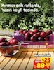 A101 10 Temmuz 2026 Kataloğu Kırmızı Erik kg 