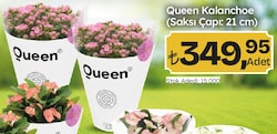 Queen Kalanchoe Saksı Çapı: 21 cm