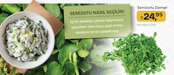 Semizotu 1 Demet