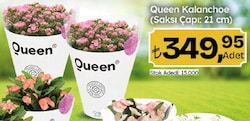 Queen Kalanchoe Saksı Çapı: 21 cm
