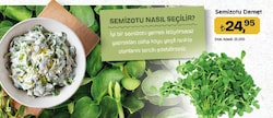 Semizotu 1 Demet
