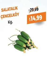 Salatalık Kg