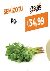 Cc Semizotu Kg.