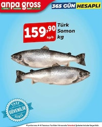 Türk Somon kg 