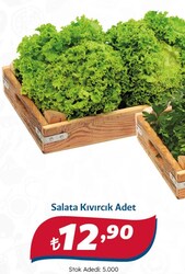 Kıvırcık Demet Adet