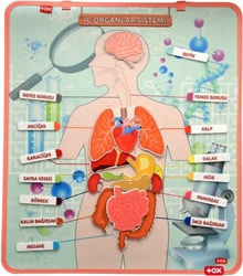 Tox İç Organlar Sistemi Keçe Duvar Panosu