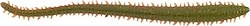 Berkley Gulp Saltwater Sandworm 5 cm 24'lü Kurt Silikon Yem