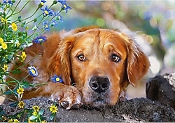 Castorland Altın Masumiyet 500 Parça Puzzle