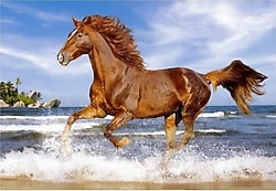 Castorland Horse On The Beach 500 Parça Puzzle