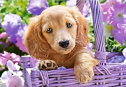 Castorland Sepetteki Sevimli Köpek 1000 Parça Puzzle