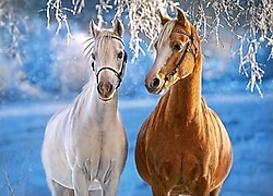 Castorland The Winter Horses 260 Parça Puzzle