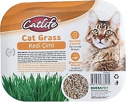 Catlife Kedi Çimi