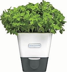 Cole & Mason H105249 Yeşillik Saklama Kabı