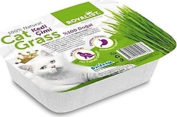 Royalist Natural Kedi Çimi